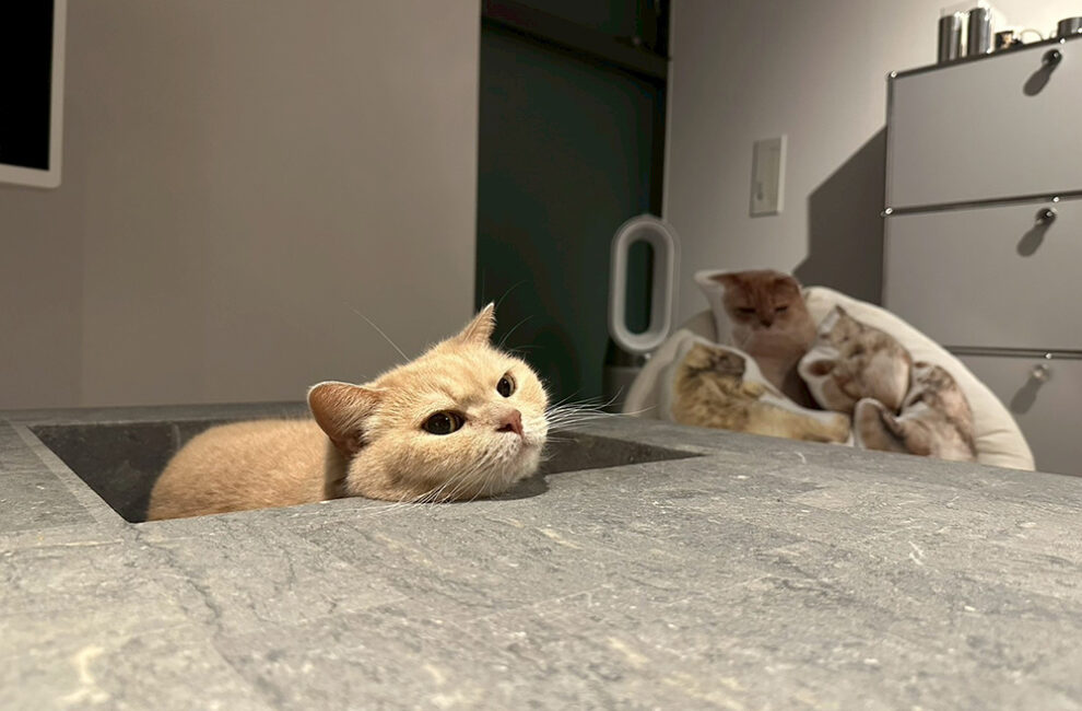 愛猫「とらお」の為に購入した「VIOD」という名前のテーブル。