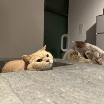 愛猫「とらお」の為に購入した「VIOD」という名前のテーブル。