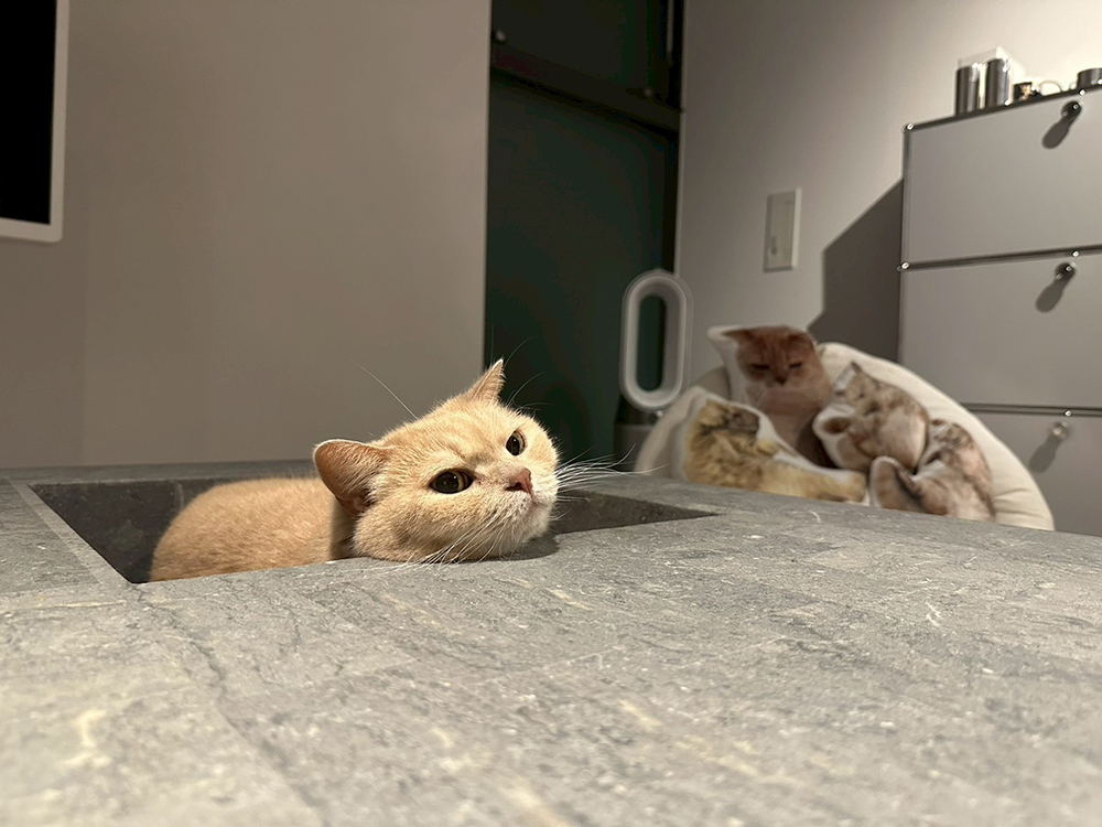 愛猫「とらお」の為に購入した「VIOD」という名前のテーブル。